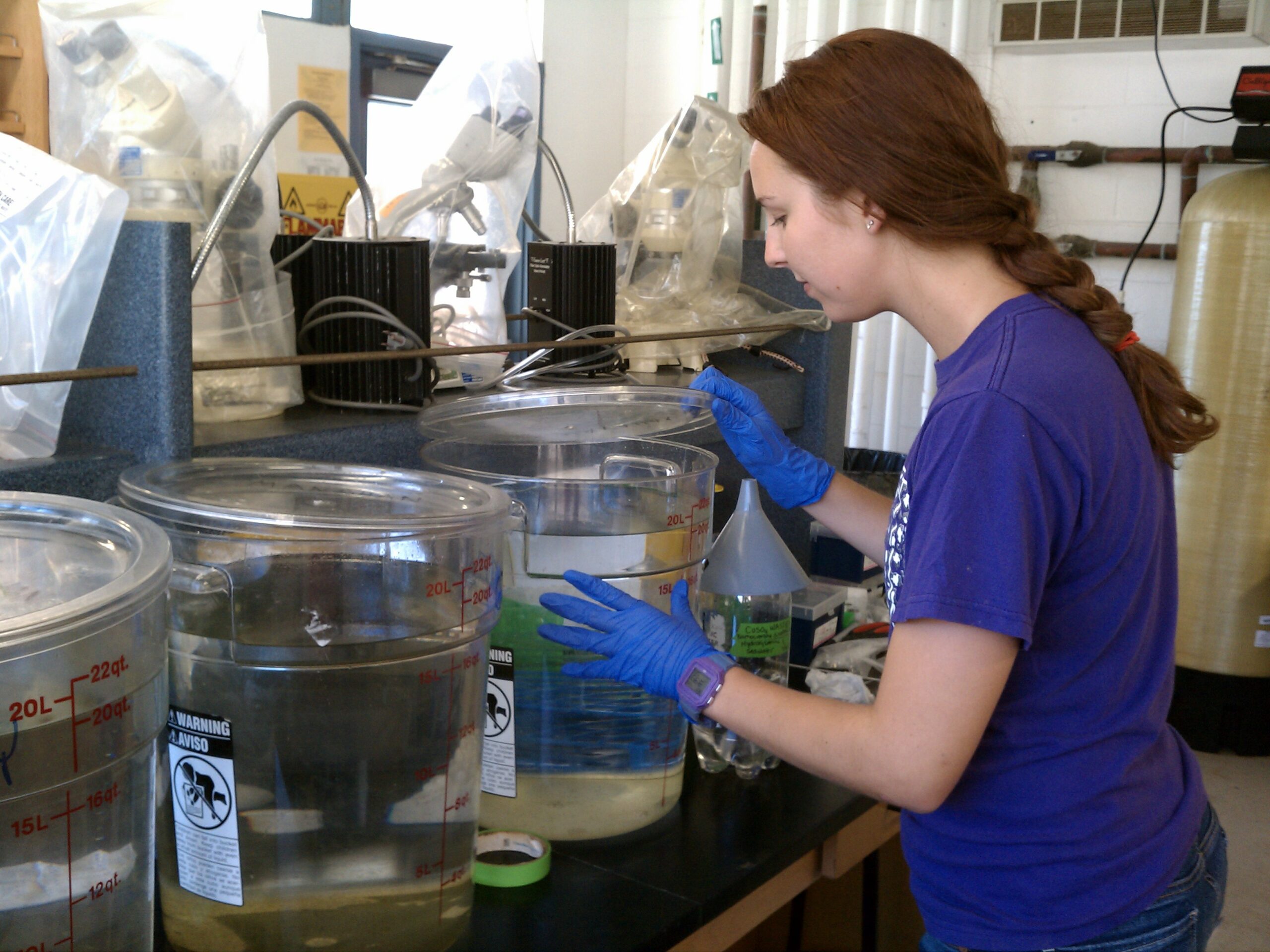 a student researcher looks into the top of a multi-gallon beaker, one in a row of beakers holding seawater samples in the Wrigley Marine Science Center lab building