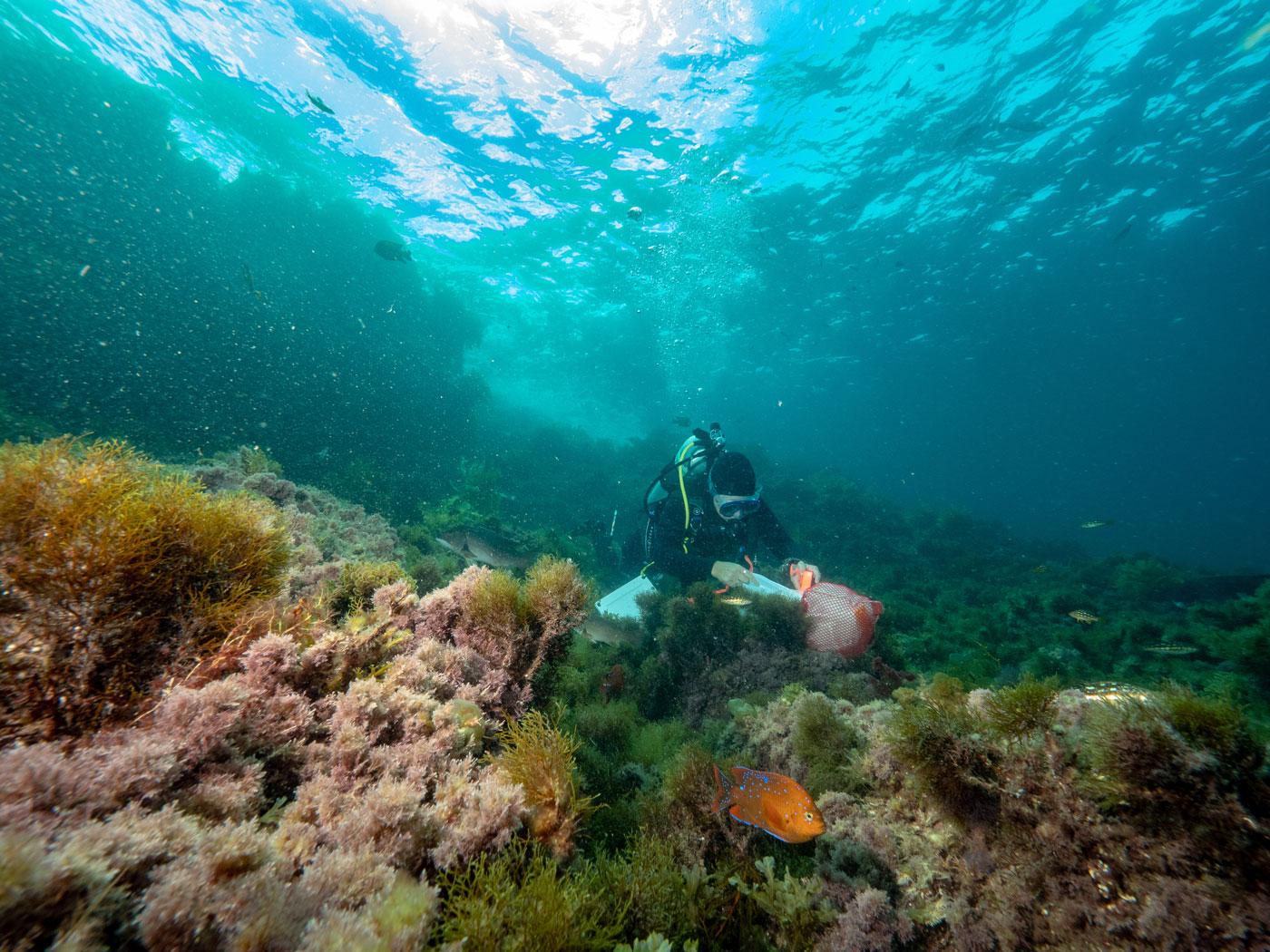 A research diver puts specimens in a mesh bag as a bright orange and blue-spotted fish swims across a reef in the foreground