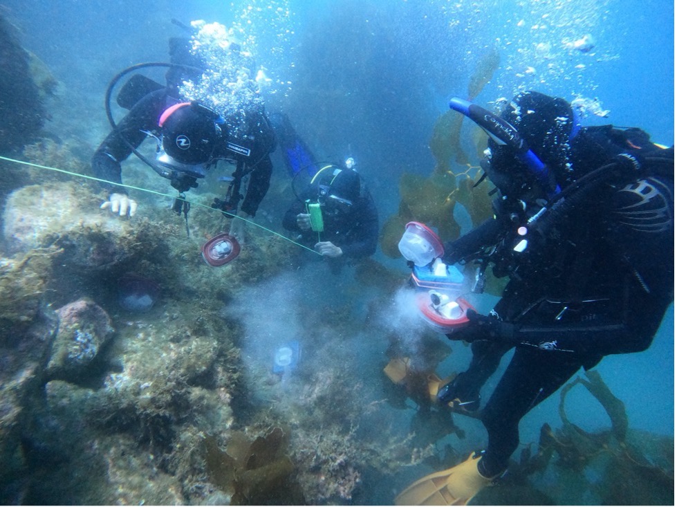 A group of students in dive gear works along an underwater rock ledge as they count sea cucumber populations