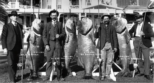 Archive Giant Sea Bass