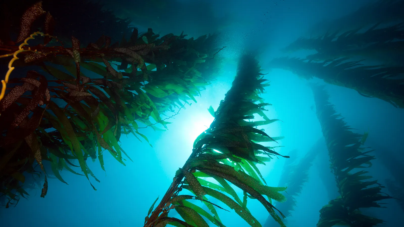 An underwater view of tall strands of kelp reaching toward the sun