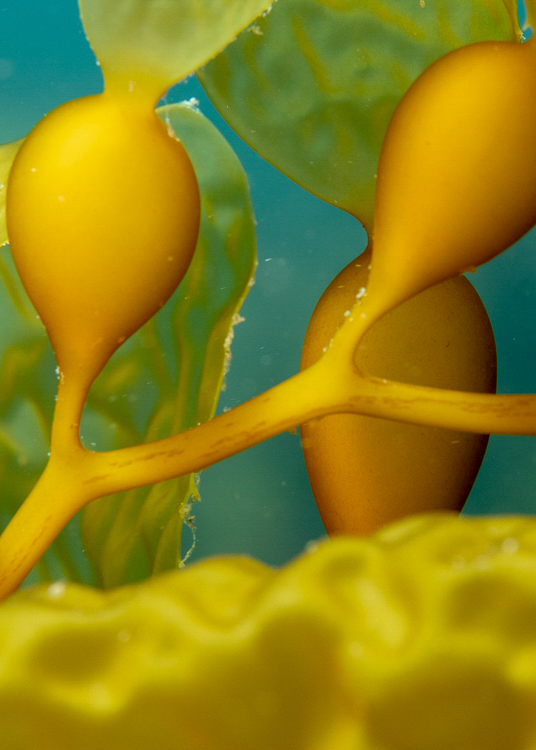 Macro image of a kelp underwater
