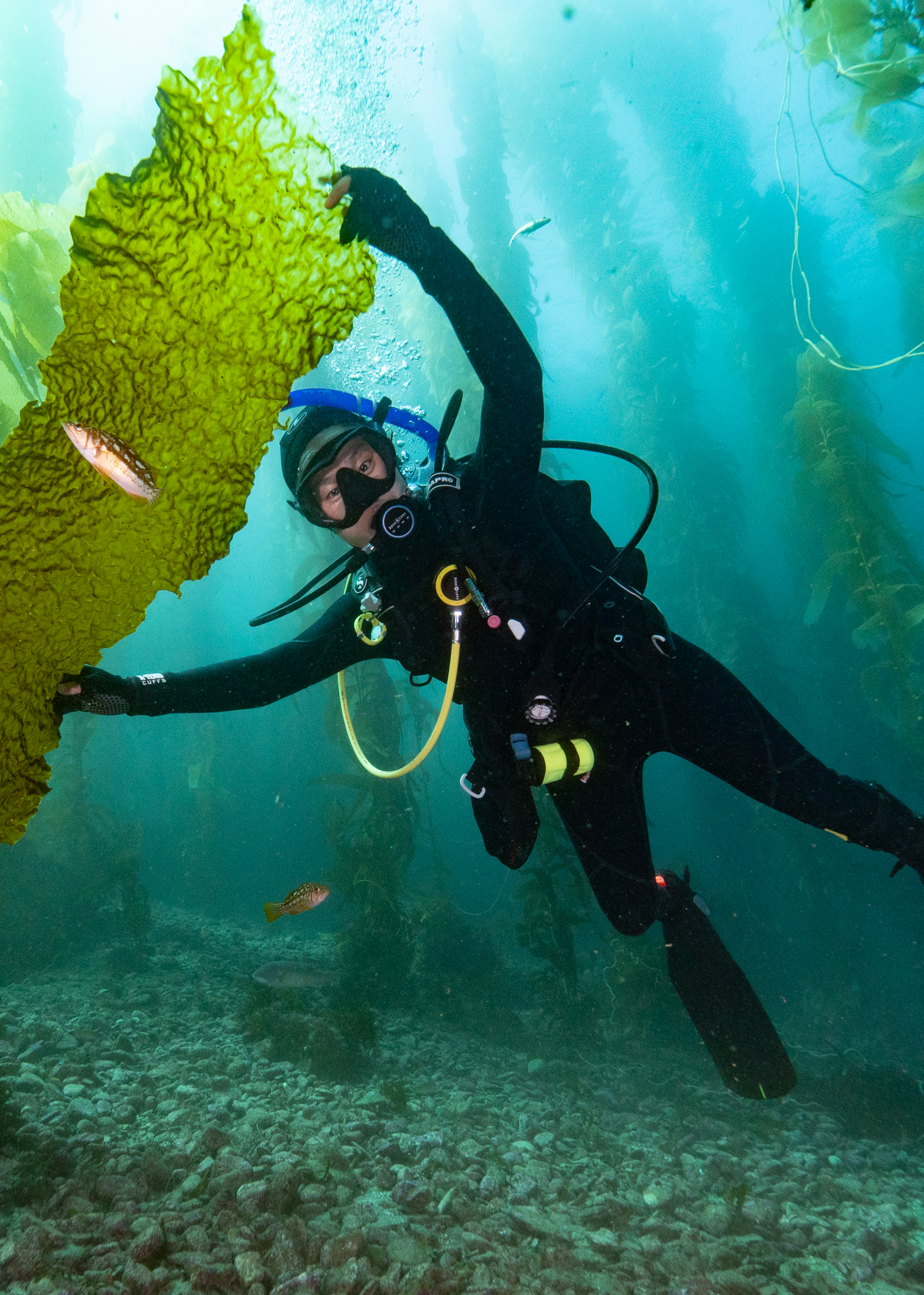 A diver holds onto a human-sized giant kelp frond