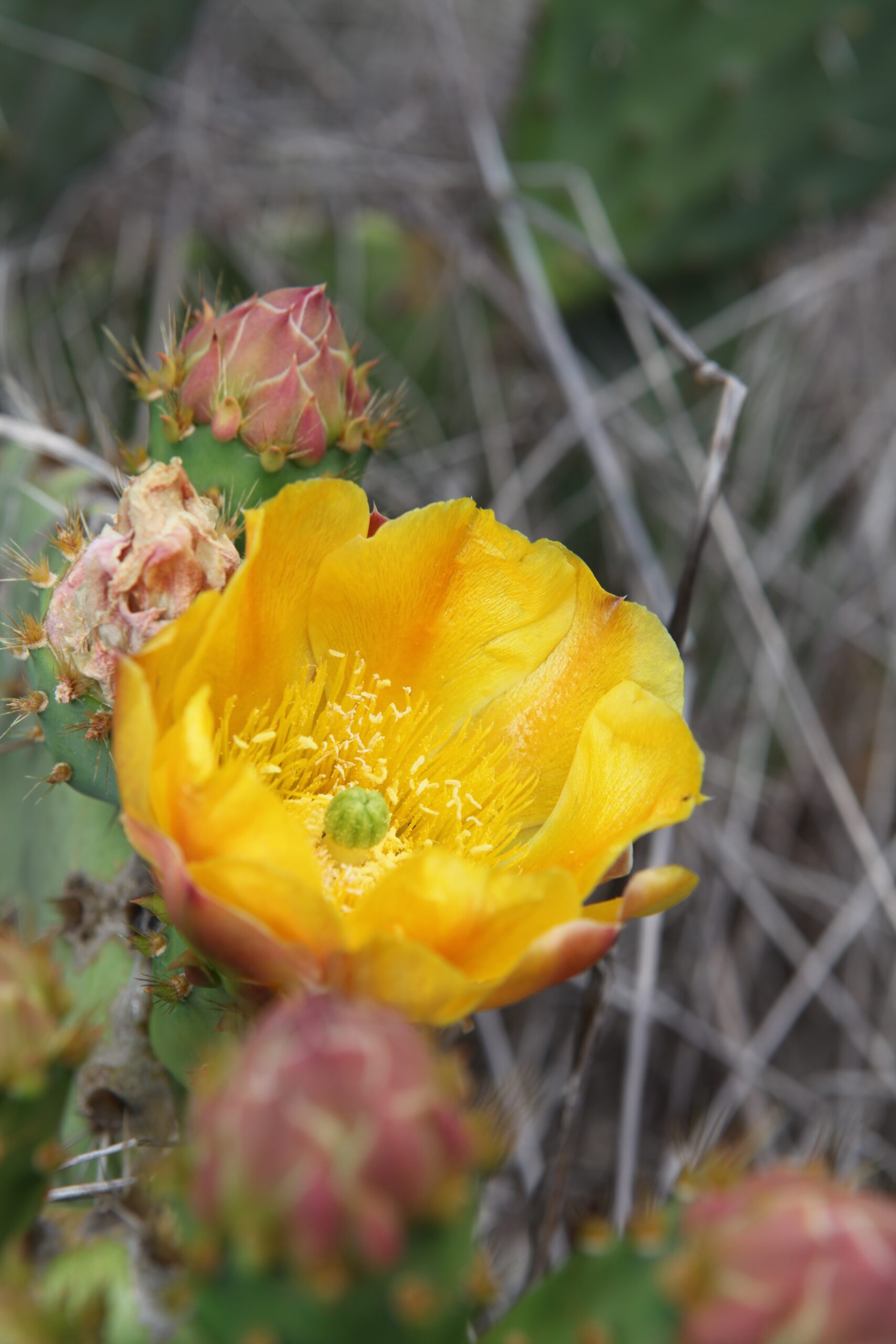 a yellow flower blooms on a prickly pear cactus