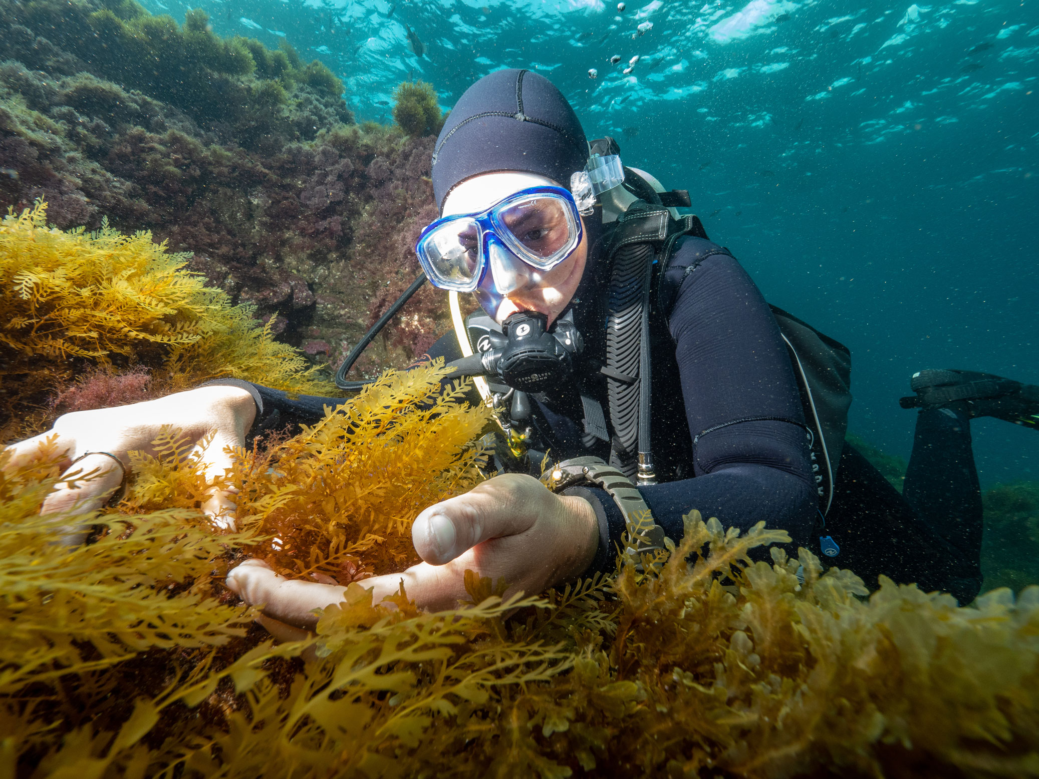 A research diver examines seaweed up close