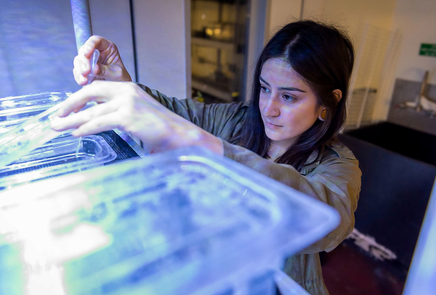 Environmental Studies student Connie Machuca uses a pipette to feed sea anemones in a specimen tank