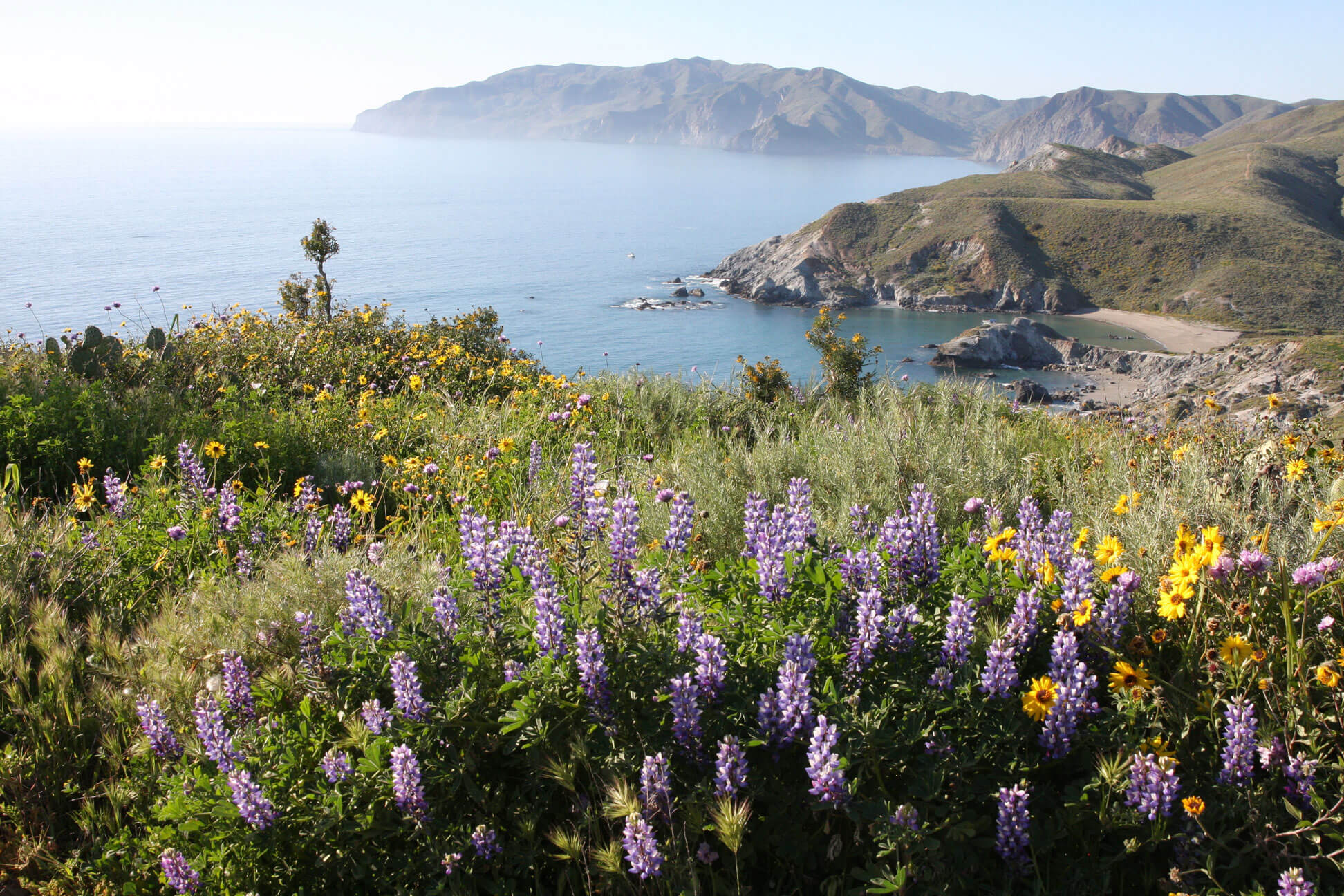 Drone photo of the coastline of Catalina Island and San Pedro Channel with purple and yellow wildflowers in the foreground
