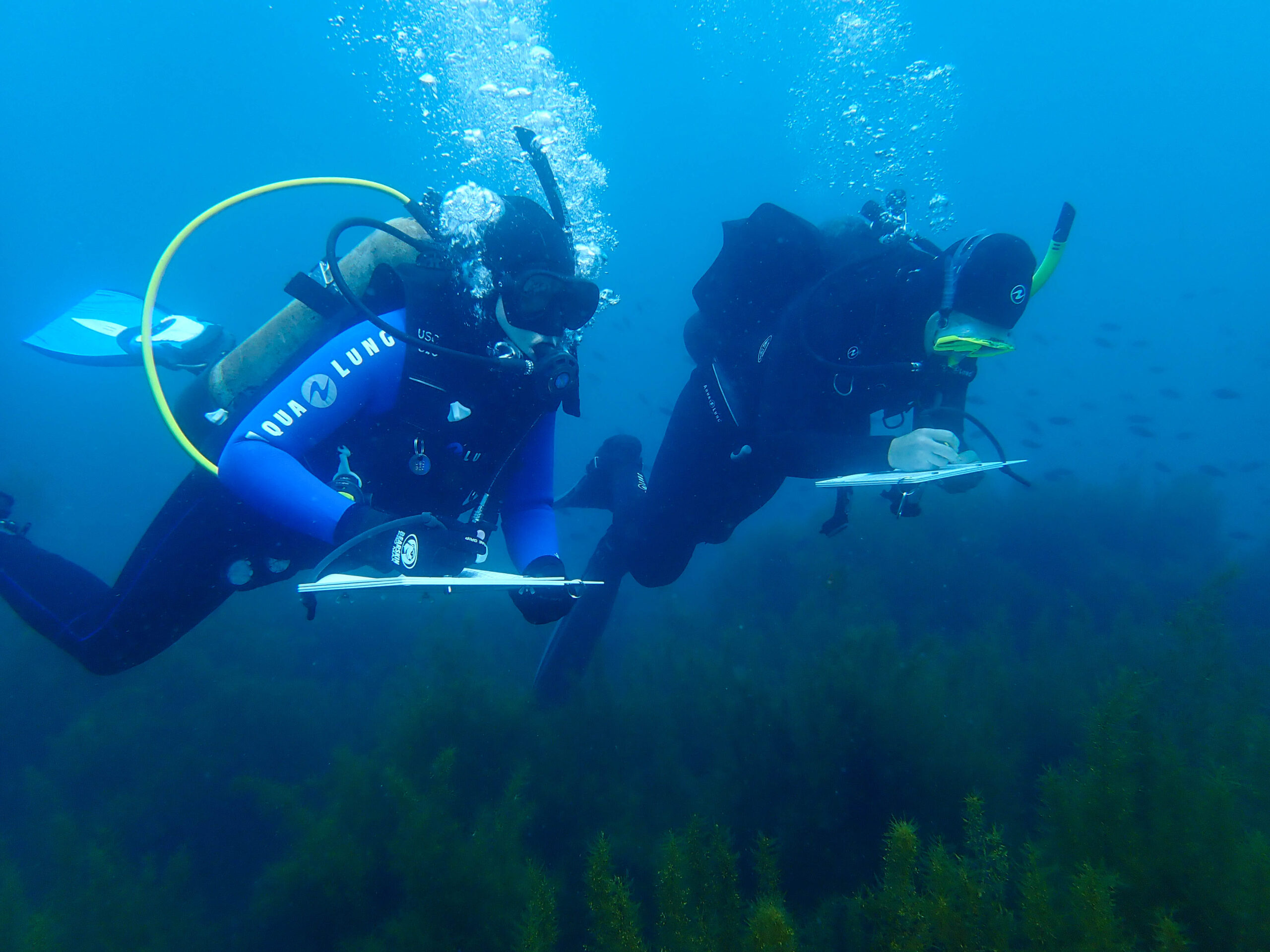 Two research divers log data on whiteboards as they swim