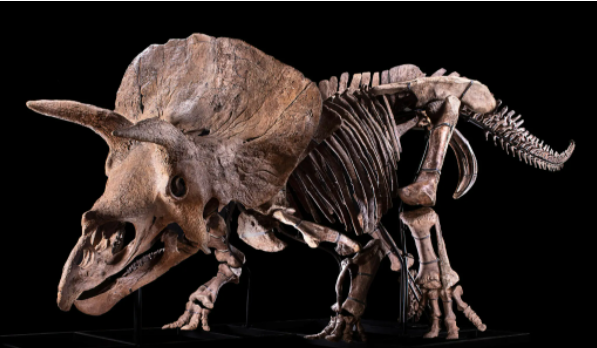 a triceratops skeleton against a black background