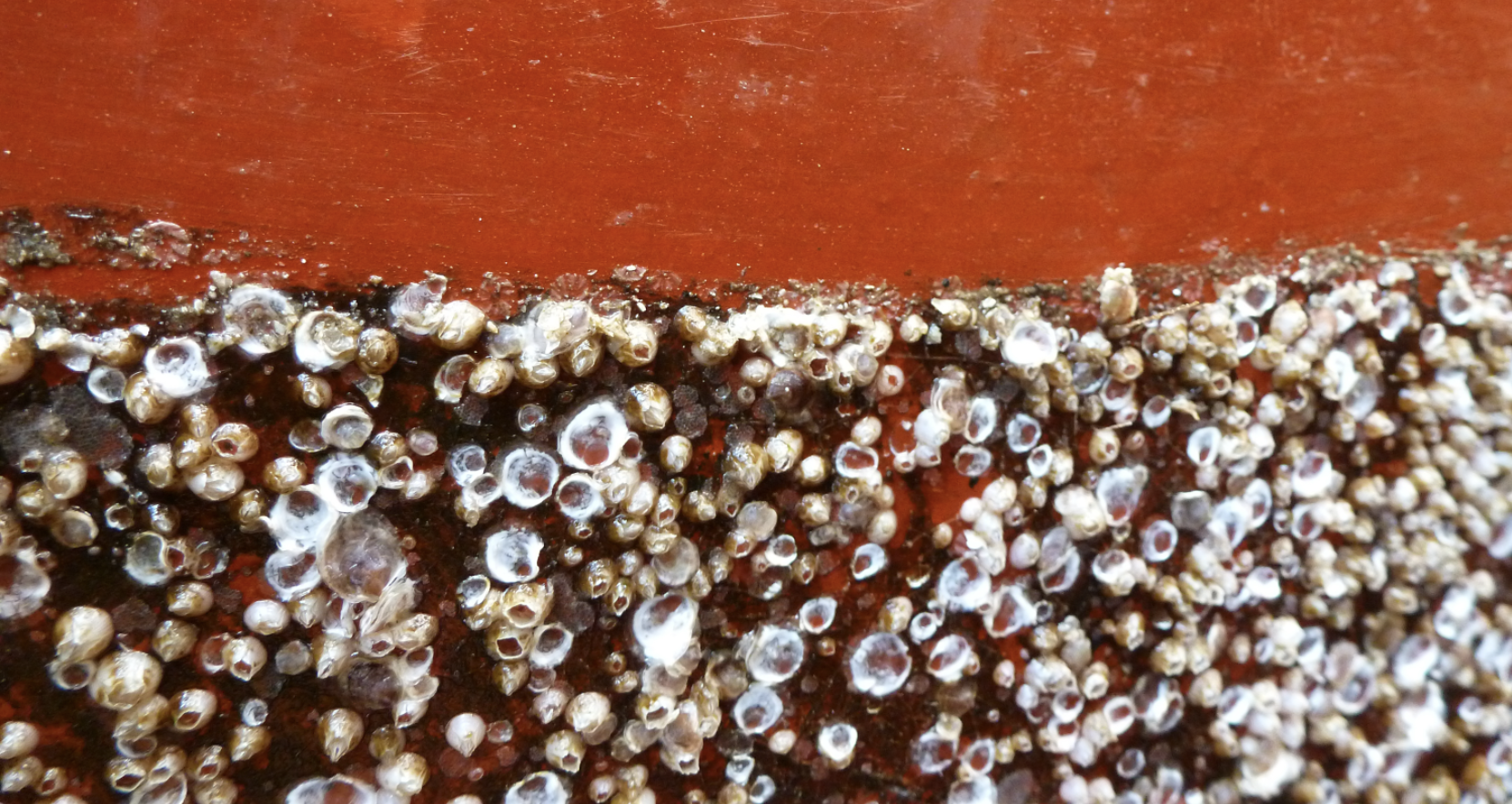a dense mat of barnacles covers a red boat hull