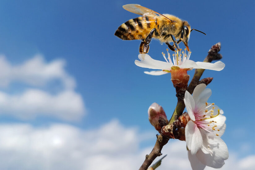 a honeybee sits on a white flower with blue sky in the background