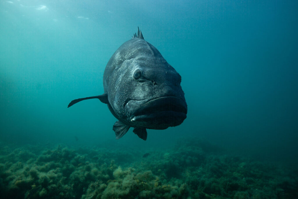 a giant sea bass hovers in shallow water as it gazes at the camera
