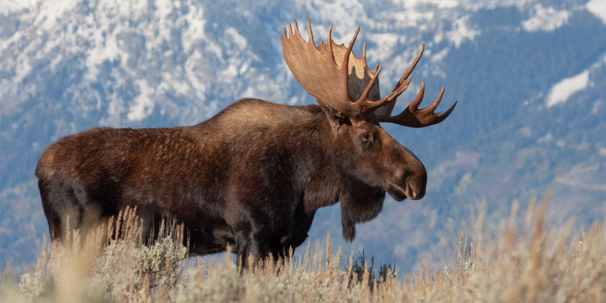 a moose with large antlers stands in a field of scrubby bushes with snow-dusted mountains in the background