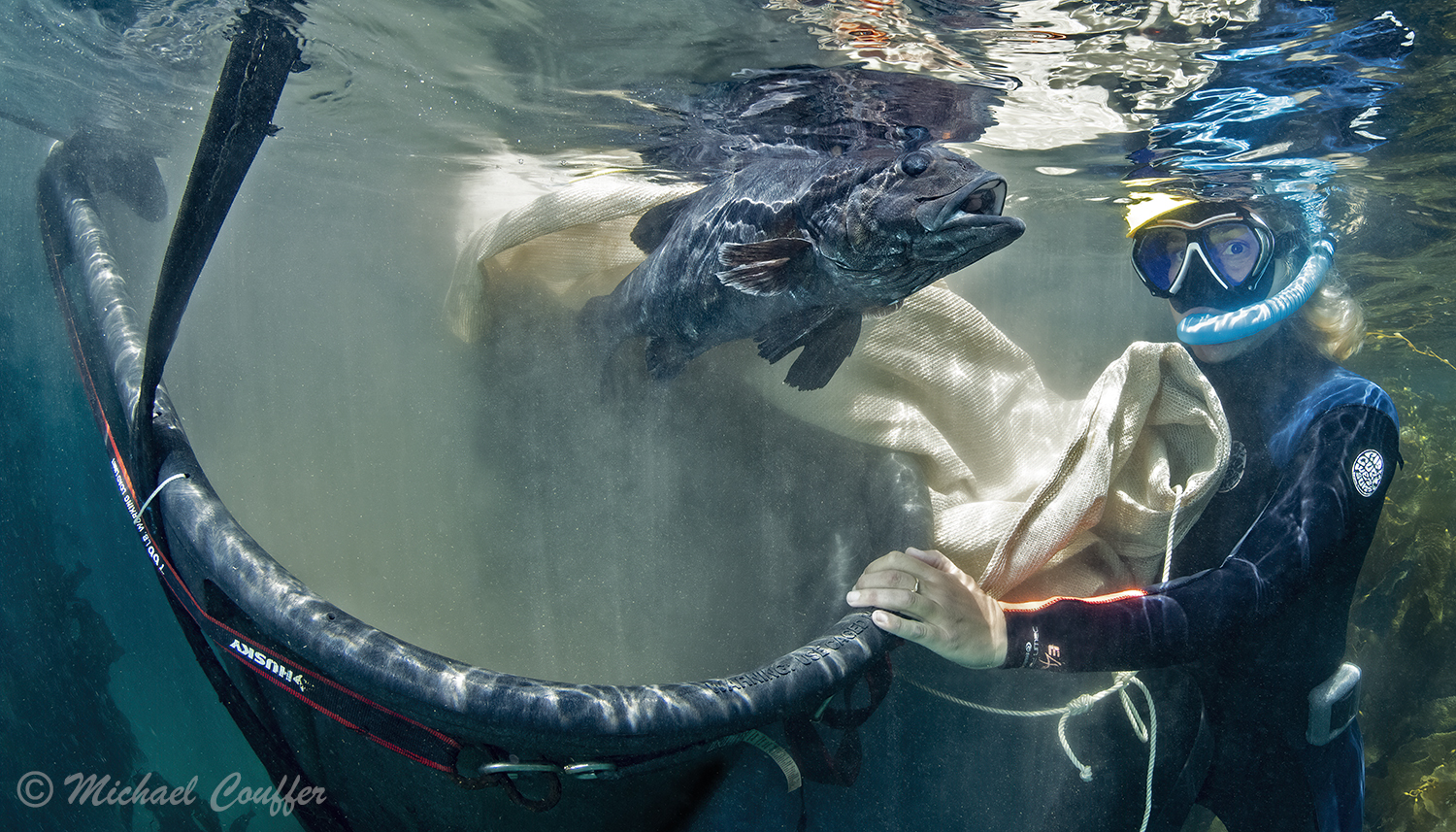 a diver wearing a snorkeling mask releases a giant sea bass from a large tank into open water