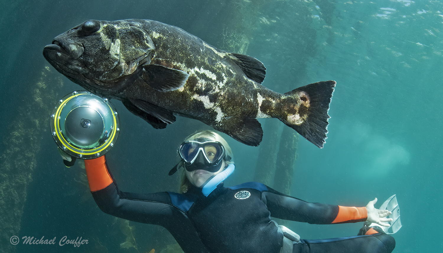 a free diver holds an underwater light next to a giant sea bass