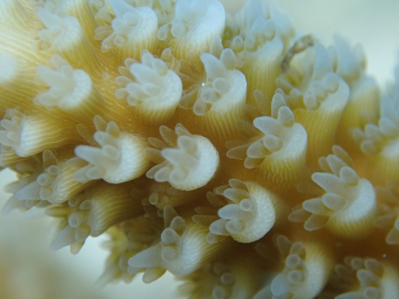 close-up of translucent polyps from an yellow A. cervicornis coral