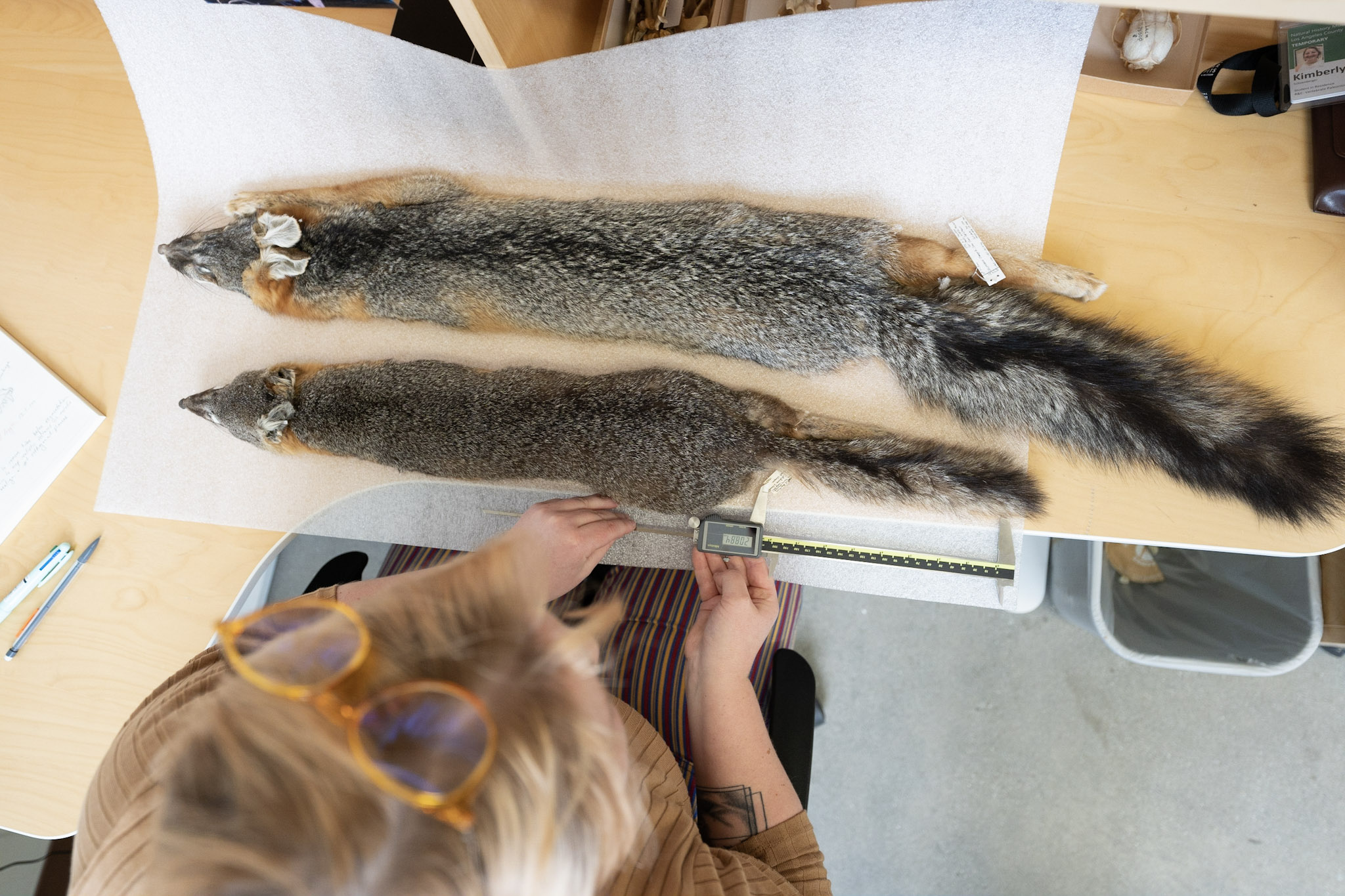 a researcher takes measurements from a small fox pelt lying next to a larger fox pelt on a lab table