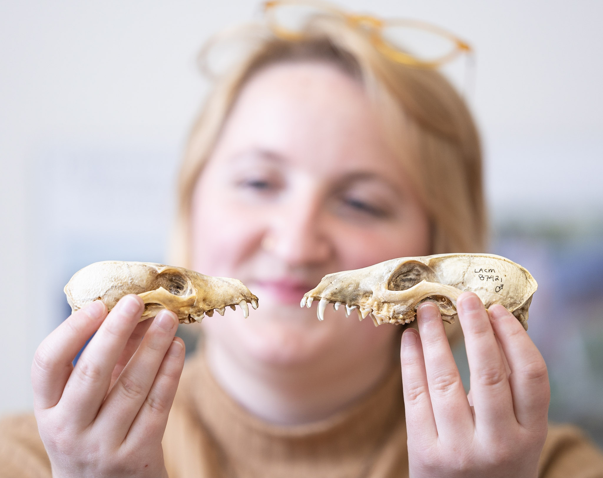 a smiling researcher holds up a Channel Island fox skull and a larger mainland gray fox skull side by side