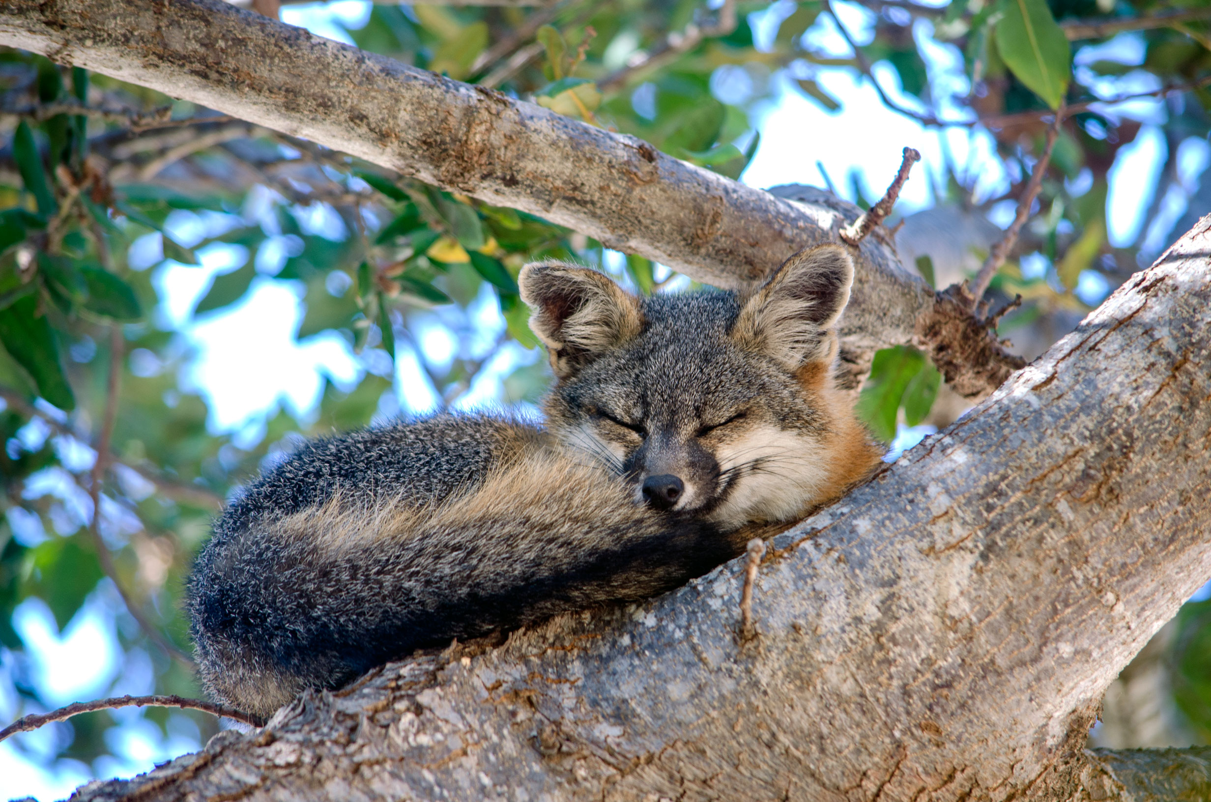 a small fox, its tail curled around its body, naps on a large tree limb