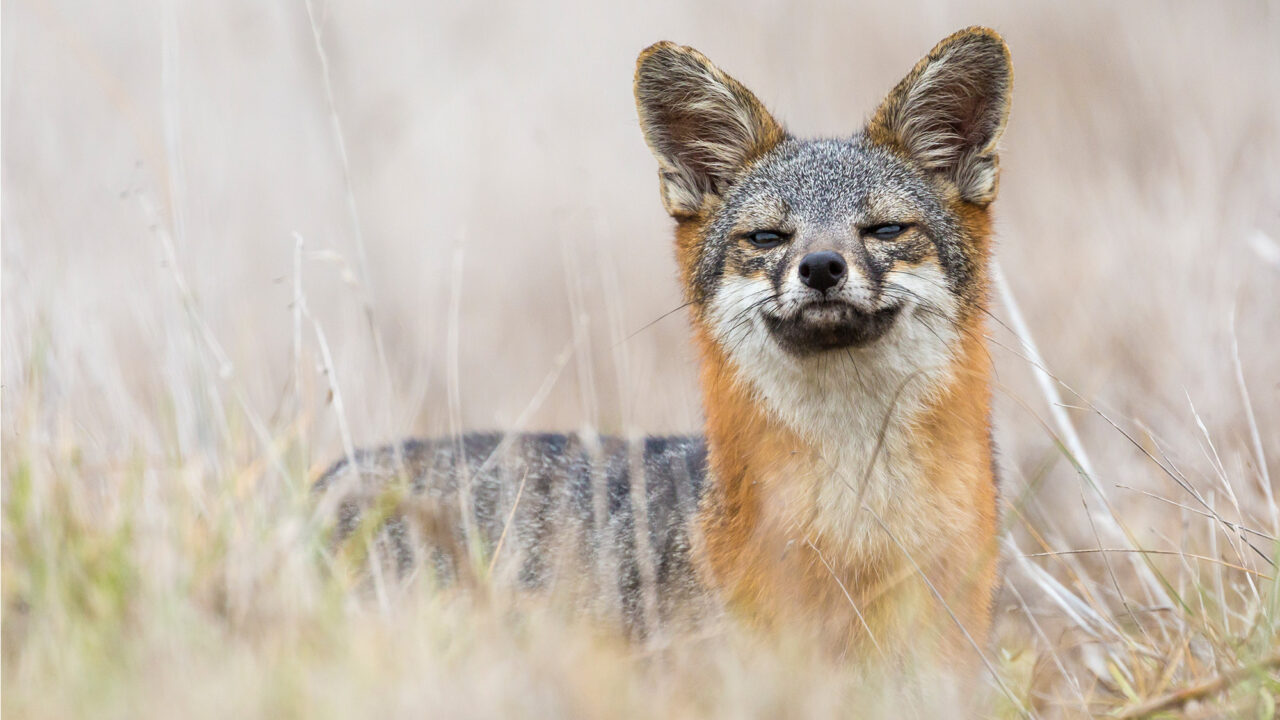 a Channel Island fox peeks above grasses
