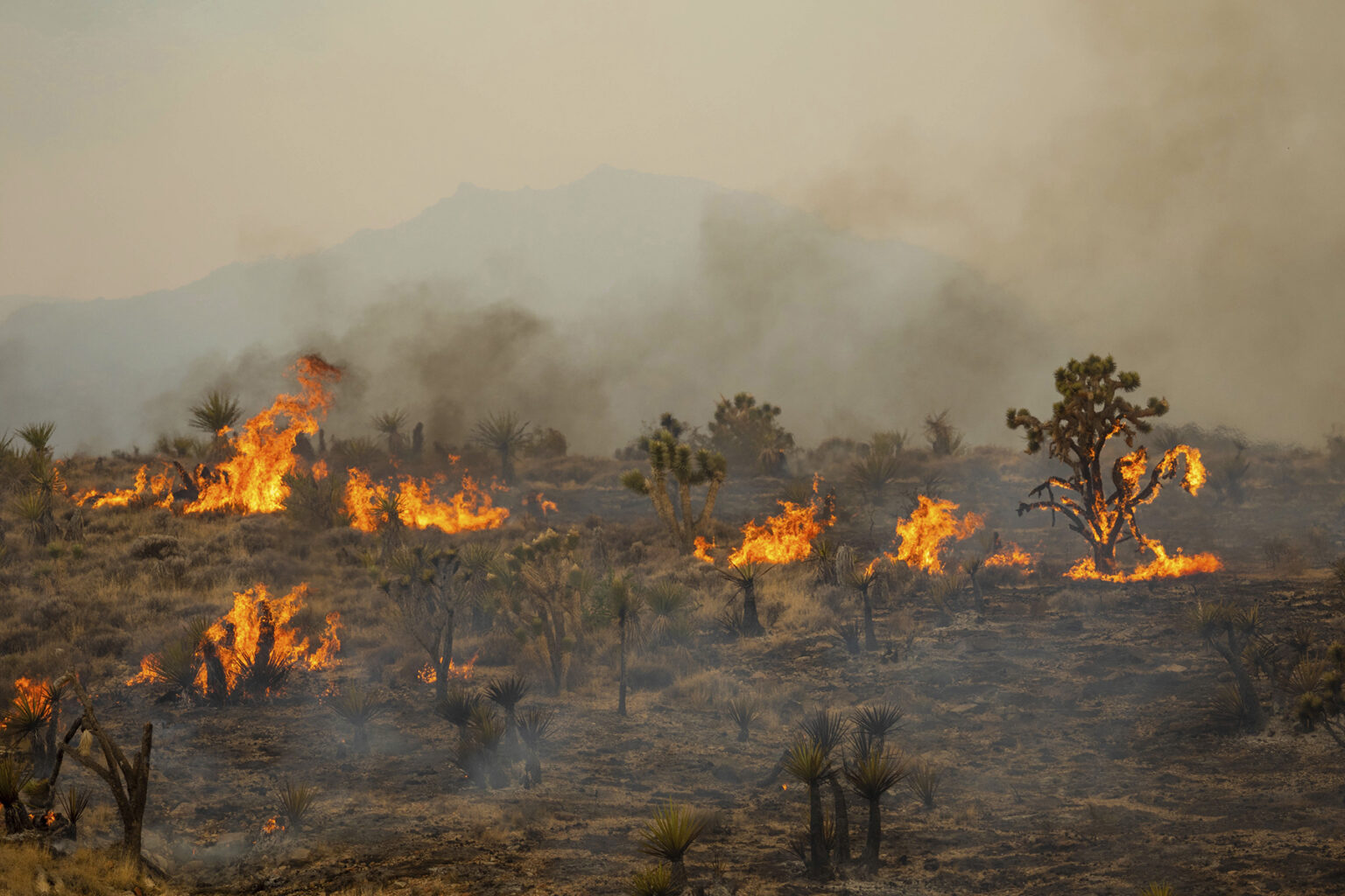 Joshua trees burn and smoke fills the area, obscuring a view of hills, during a wildfire