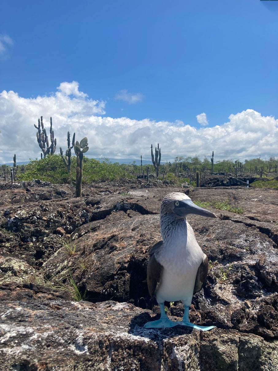 a blue-footed booby, a medium-sized bird with white chest, gray wings, and bright aqua-colored feet, stands in a rocky landscape