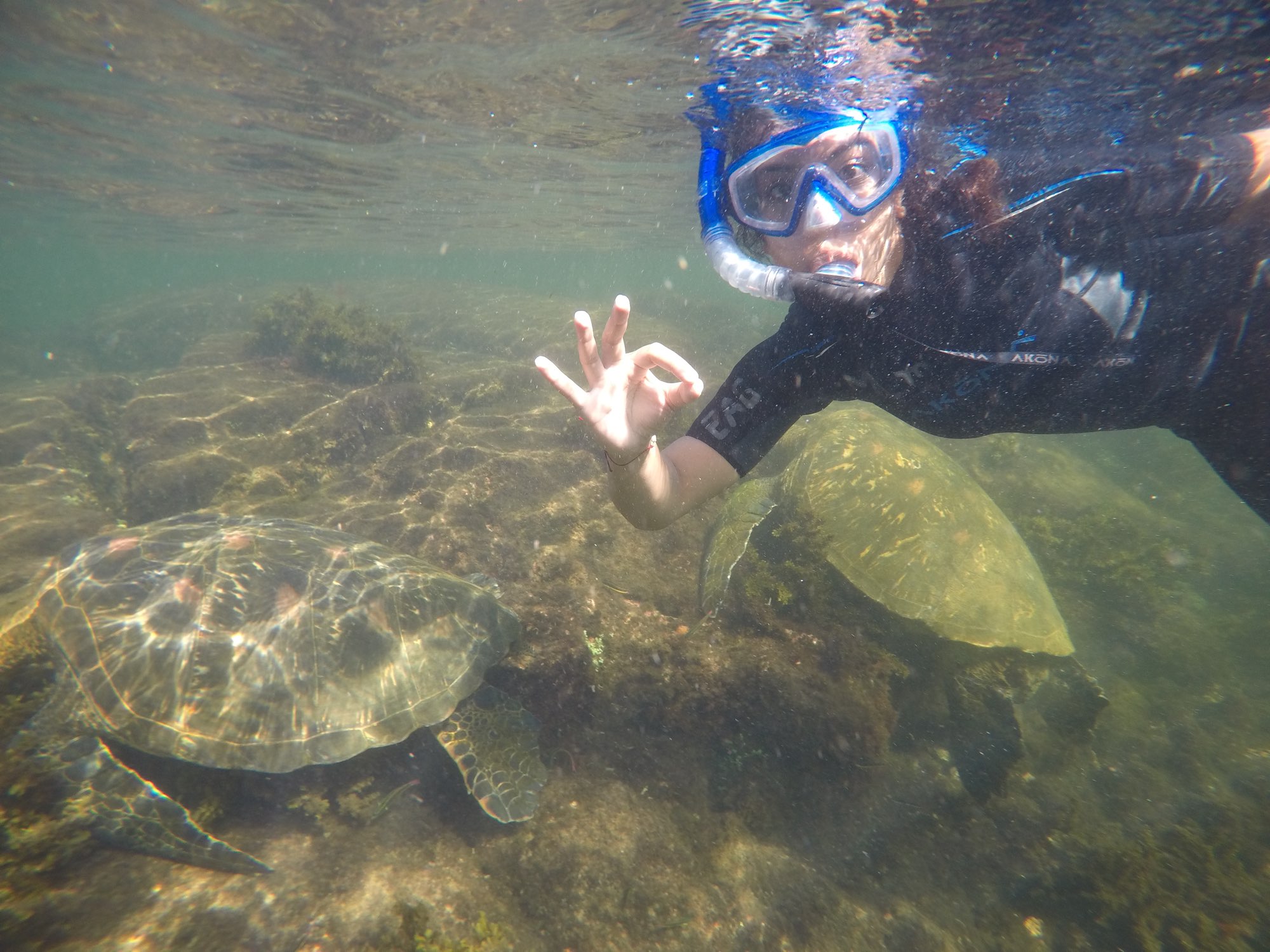 Alisha Soni makes an "OK" sign as she snorkels next to a large sea turtle