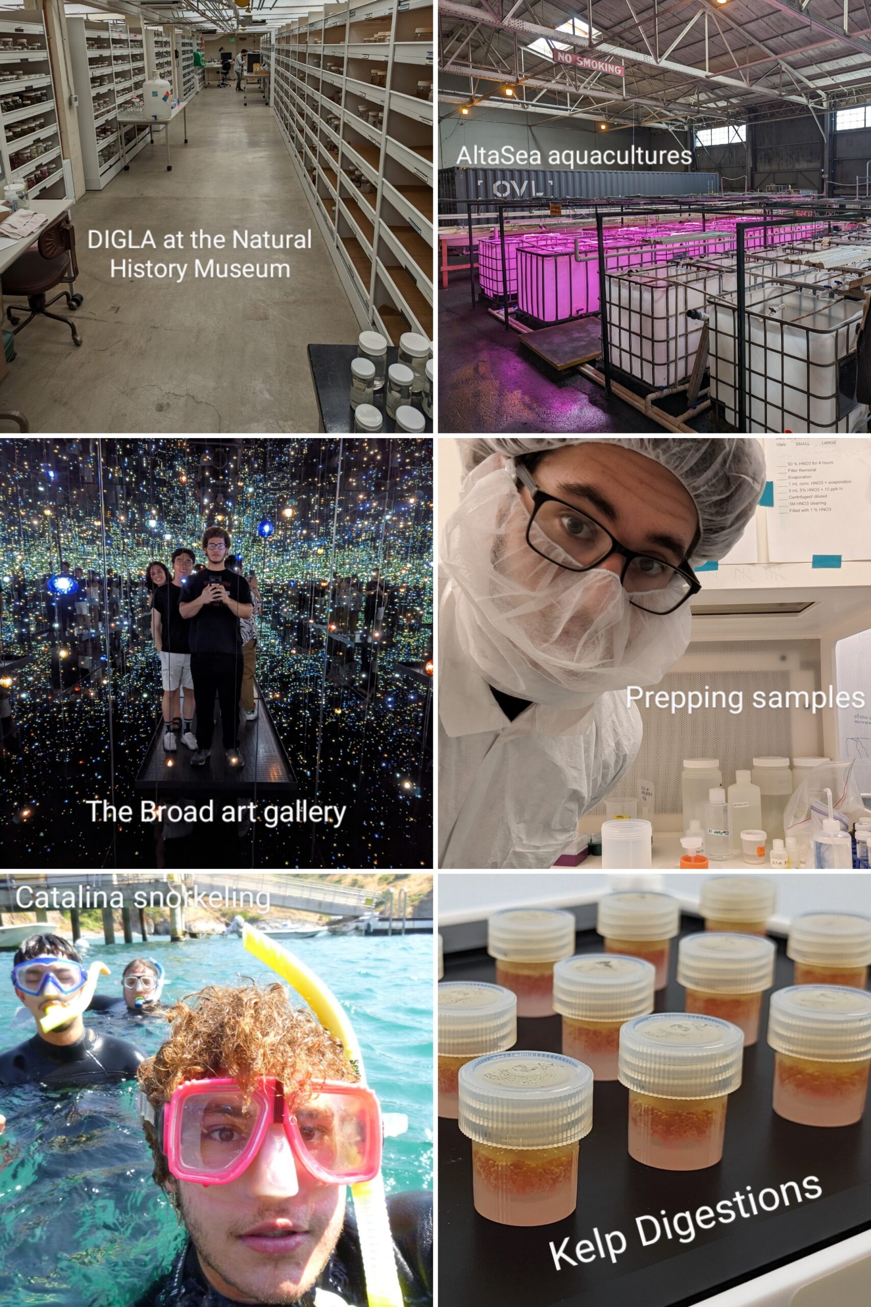 collage of six images. 1: shelves full of marine invertebrate collections at the National History Museum of Los Angeles overlaid with the text "DIGLA at the Natural History Museum"; 2: rows of aquaculture tanks at overlaid with the text "AltaSea aquacultures", 3. a small group of people gathered in front of an art installation consisting of mirrors and hanging lights overlaid with the text "The Broad art gallery"; 4. person wearing a white lab coat, head cover, and mask takes a selfie by lab samples overlaid with the text "Prepping samples"; 5. person in snorkel gear takes a selfie with other snorkelers in the above water overlaid with the text "Catalina snorkeling"; 6. neat rows of containers on a desk full of red matter overlayed with the text "Kelp Digestions"