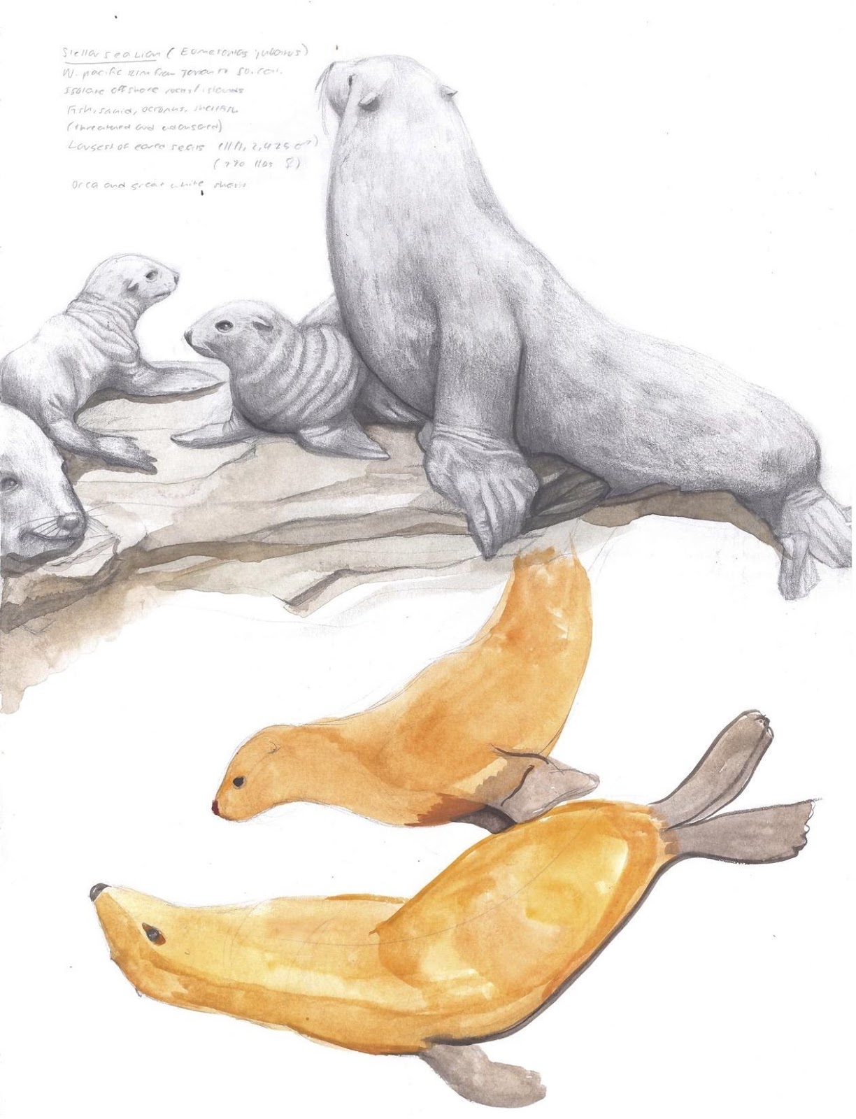 illustration of grey and brown sea lions, some lounging on a rocky surface