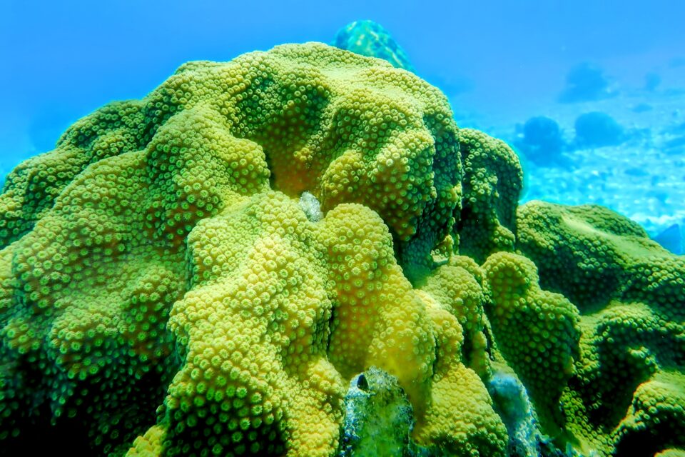 healthy yellowish green coral reef