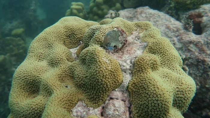 sand colored coral wrap, known as Orbicella faveolata coral, wrap around a rock