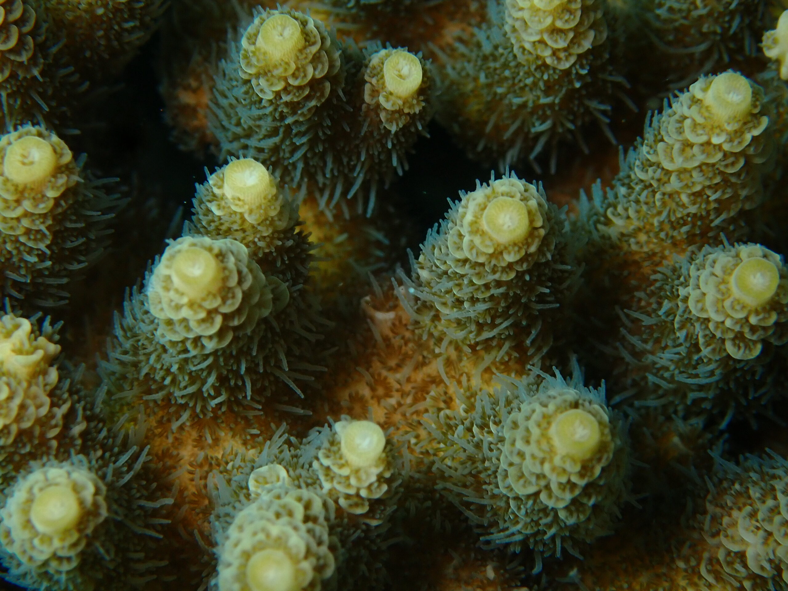 colony of healthy sand colored coral polyps