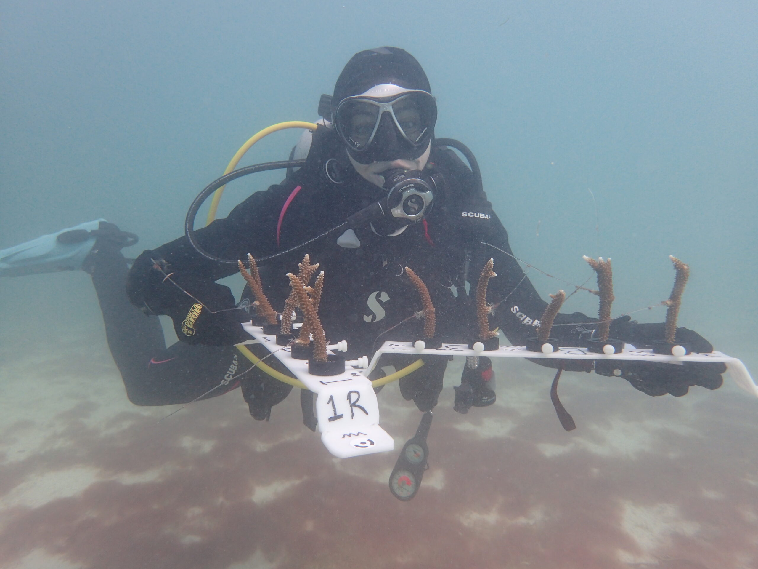 a scuba diver near the ocean bottom holds a white plastic rack of brown staghorn corals