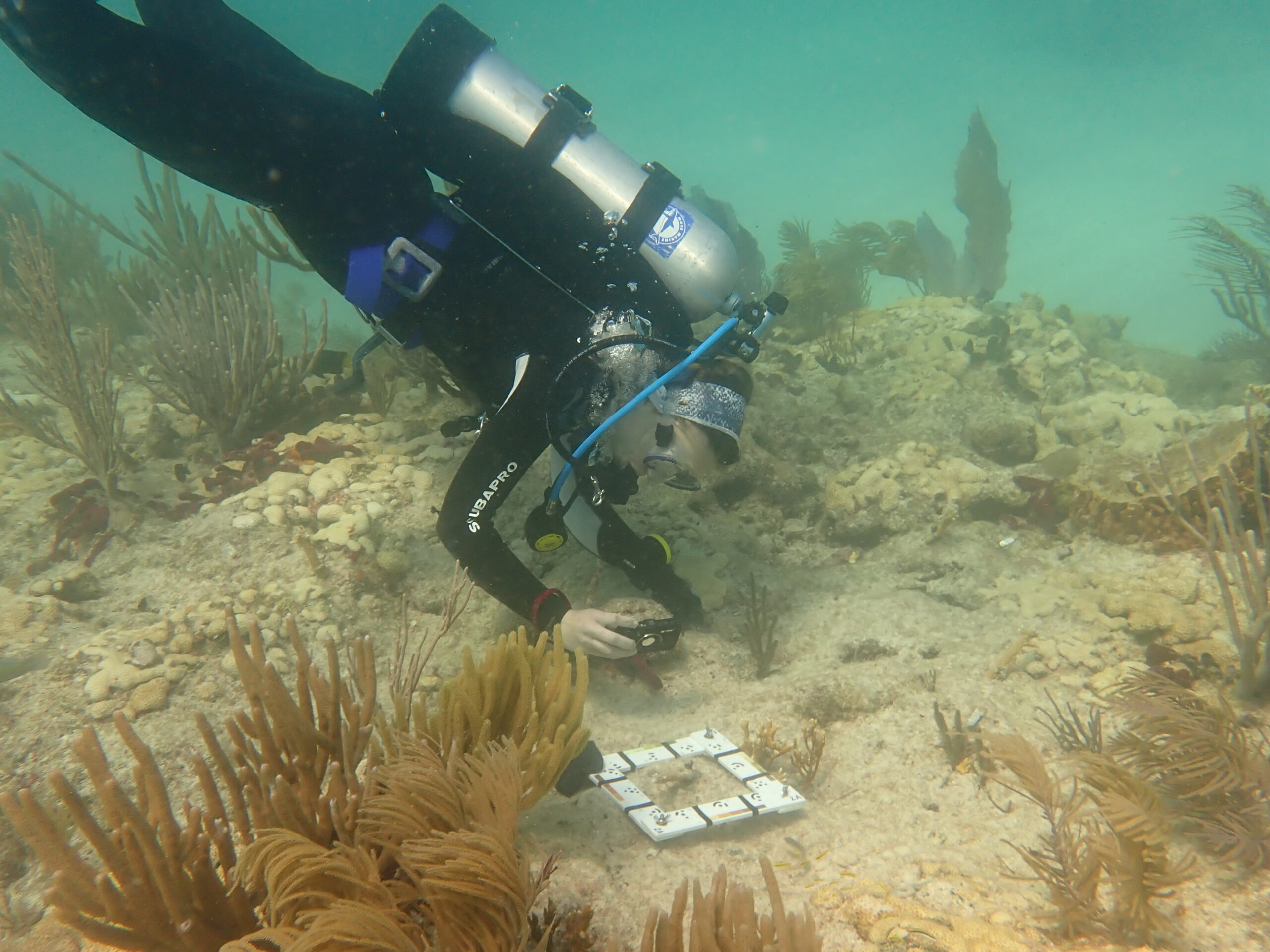 a scuba diver takes a photo of a staghorn coral surrounded by a white plastic measuring device