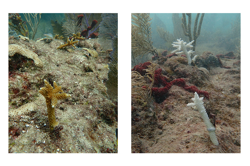before-and-after images show healthy brown staghorn coral transplants on the left and the same corals bleached white on the right
