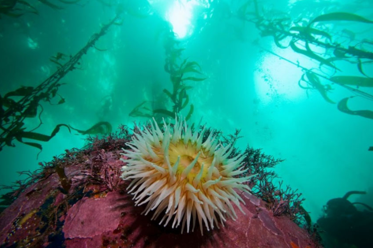 a large yellow-and-white anemone sits on a bright pink seamound in a kelp forest